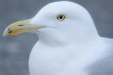 Herring Gull salisbury