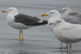 lesser black backed gull, herring ,and iceland?