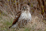 redtailed hawk great meadows