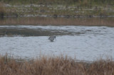 stilt sandpiper rowley-newbury pans