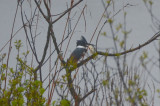 kingfisher plum island
