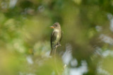 olive-sided flycatcher plum island