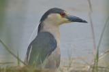 black-crowned night heron plum island