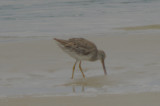 long/short billed dowitcher? Plum Island