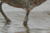 banded short-billed dowitcher (hendersonii?)