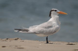 royal tern plum island