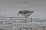 unsure about this peep, wing projection beyond tertials and tail, looks stinish sandy point plum island