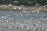 feeding frenzy plum island