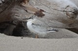 least tern chick almost fledged plum island