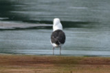 Great Black-backed Gull wonder who he ate?