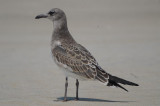 juv laughing gull beautiful bird! Plum Island