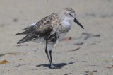 Western injured or diseased?  sandy point plum island