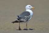 confusing LBBG sandy point plum island