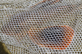 sea robin clammer at sandy point plum island captured this fish