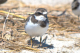 whats up with this semipalmated plover