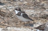 whats up with this semipalmated plover?