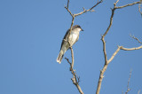 one of 4 kingbirds(family) plum island