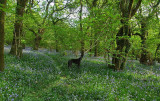 Bluebell Wood 2011 c.jpg