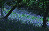 Bluebell Wood Blue.jpg