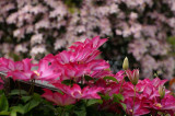 Clem3PICT0868.jpg