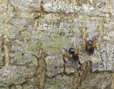 2 Flies Catching The Last of the Sun