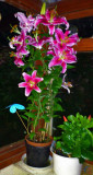 LiliesAugust
