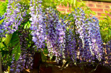 Early Wisteria