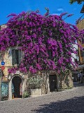 Wall of purple.