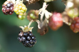 Blackberrys in August