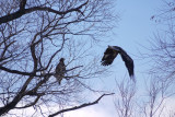 24. Eagle Pair Nesting
