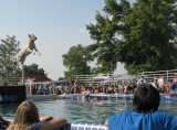 5. Dock Dogs at the Fair