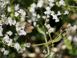 11. Thousands of Butterflies