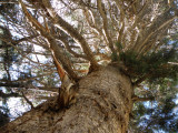 Looking Up Into Tree.JPG