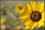 sunflowerwpollen.jpg