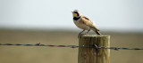 Horned Lark From Pawnee.JPG