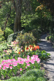 Constable Burton Tulip Festival
