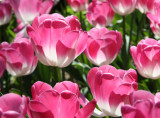Constable Burton Tulip Festival