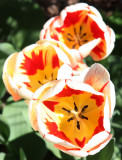 Constable Burton Tulip Festival
