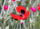 Great Dixter Ladybird Poppy