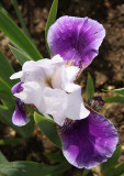 Sissinghurst Iris