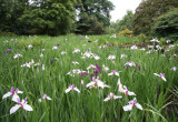 Irises, Wakehurst Place