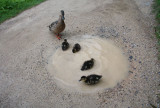 Ducklings, Stourhead