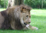 Lion, Longleat
