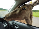 Longleat