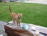 Pumpkin, Daisybank