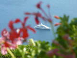 Villa Rufolo, Ravello