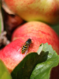 Wasp on an Apple