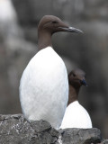 Guillemot