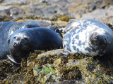 Grey Seals