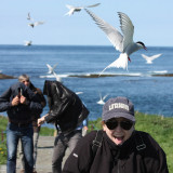 Arctic Tern